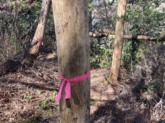 ��Ȃ��Ƃ���Ƀ��z���������Ă���Ă��܂��B_�Ռ�O�R