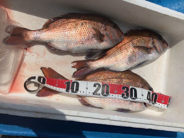 ��������Ă܂������A�����̃u�����h�^��͉���H�ׂĂ��A���������ł��B_�ނ���� ������