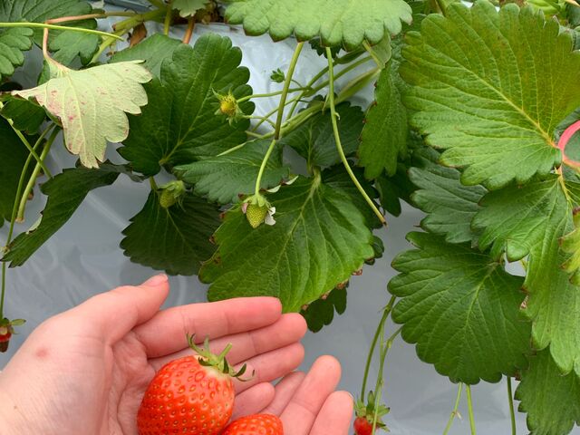 �ƂĂ��Ԃ��ĊÂ��Ĕ��������������ł���_�_���N�o���Y�t�@�[��