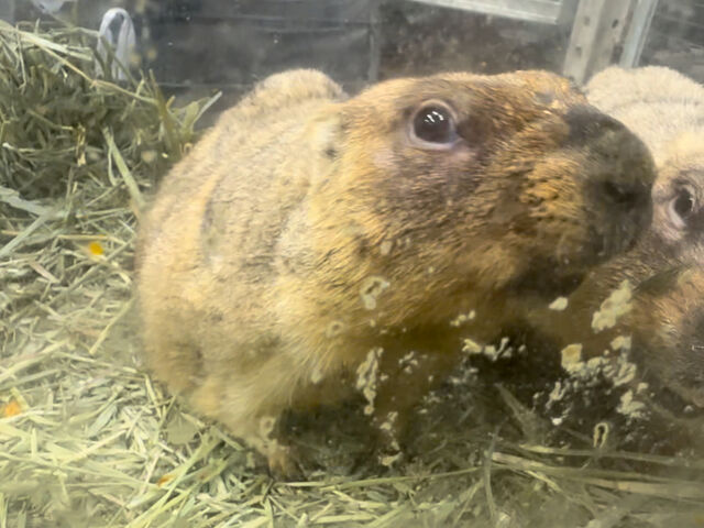 2�C�Ƃ��ƂĂ���l�����G�����ł����I_����������