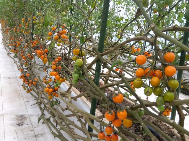 �n�E�X�̒��͔����������ȃg�}�g�������ς��I_FARM�@KEI