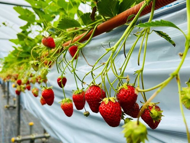 �قƂ�ǂ����n��_�����̂��t�@�[��