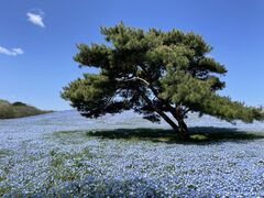 ~J񂳂̍cЂClւ̓eʐ^1