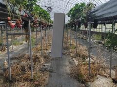 񂳂݂̂ǂ̔_ւ̓eʐ^1