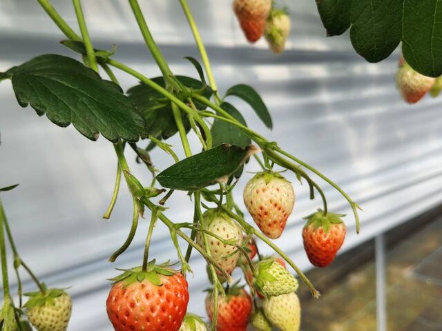 �ʐ^��藧�h�Ȃ�������R����܂���_SHINJO FARM