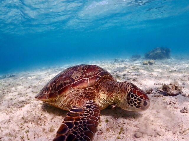 �O��̃E�~�K���I�I_SEA FAN