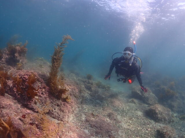 �_�C�r���O�̗l�q_�t�R�_�C�r���O�T�[�r�X