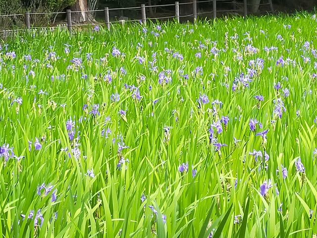 �O�ԉԂƂȂ����J�L�c�o�^_��c�_��