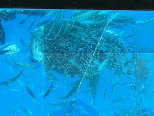 �a��蕗�i_�g�b�v�}�����c�g