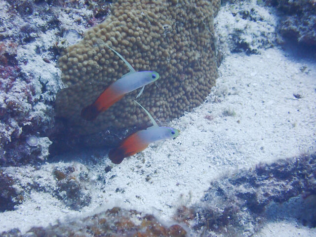 �n�^�^�e�n�[_�_�C�r���O�V���b�v�@���[�O��