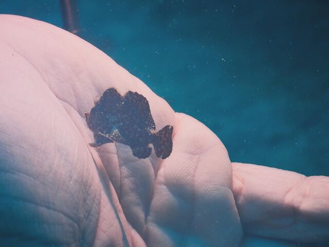 �J�G���A���R�E_�_�C�r���O�V���b�v�@���[�O��