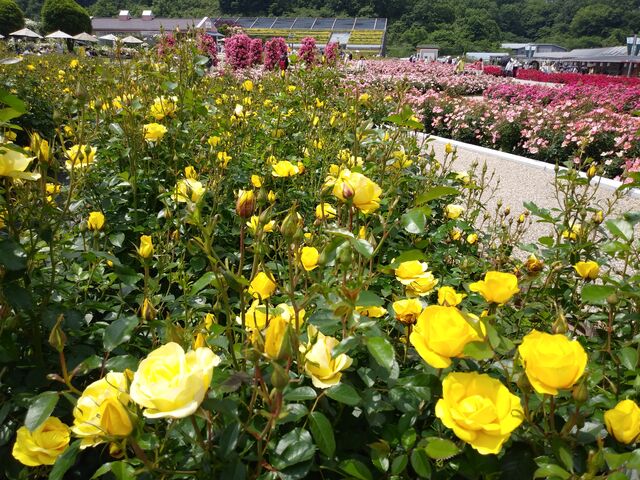 FƂǂ̃oB_Ӄ[hE[YK[f