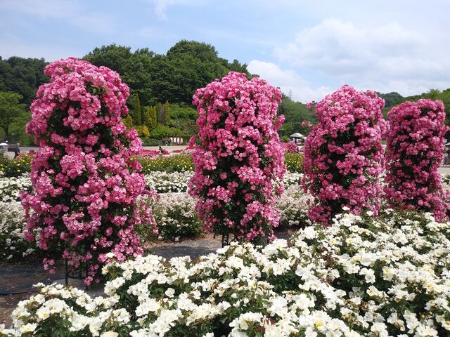 ܂܂ȃȍB_Ӄ[hE[YK[f