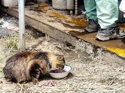 korô܂߂̒ނx̓eʐ^1