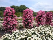 TNTN̂Ӄ[hE[YK[f̓eʐ^3