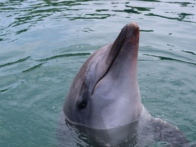 yosshŷ̂ЂhtBt@[̓eʐ^6