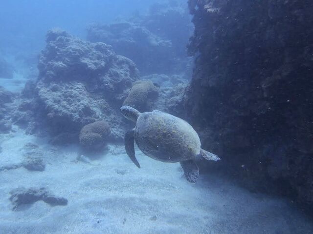 �O��̃E�~�K������I_�_�C�r���O���J�k�[�X�蒃��