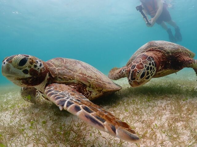 2�C�̃E�~�K�������ǂ��j���ł܂���_�{��blue�܂ق��