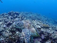 삳̈ɗǕ}cA[ One By Oneւ̓eʐ^1