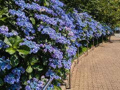 �肦����̒n���̊ۂ�������u�W�]�قւ̓��e�ʐ^1