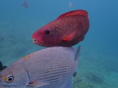 }̃R[gbv@CGX^ւ̓eʐ^1