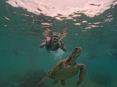 ₳nico {Óւ̓eʐ^1