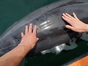 yosshŷ̂ЂhtBt@[̓eʐ^4