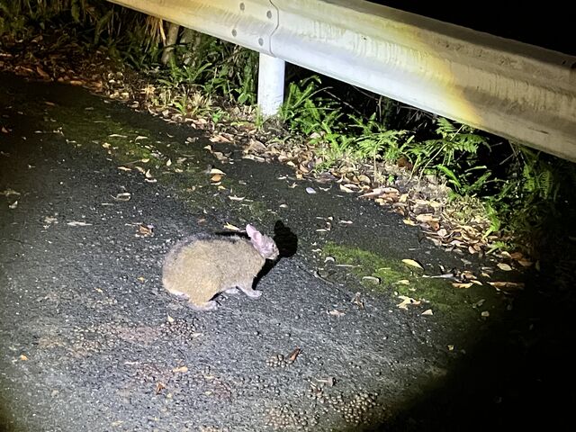 ����������_�����I���W�i���T�[�r�X