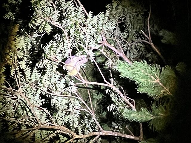 ��Ύ��������ł͌������Ȃ�_�����I���W�i���T�[�r�X