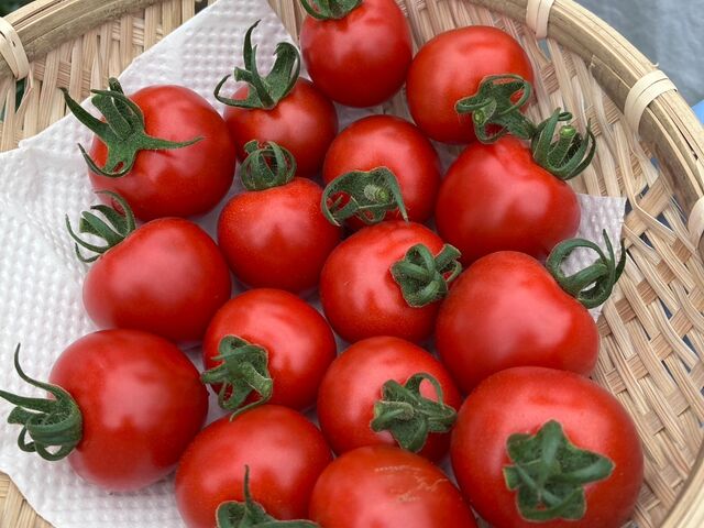 �g�}�g���̌�_�m�[���r���[ E-BIKE TOUR