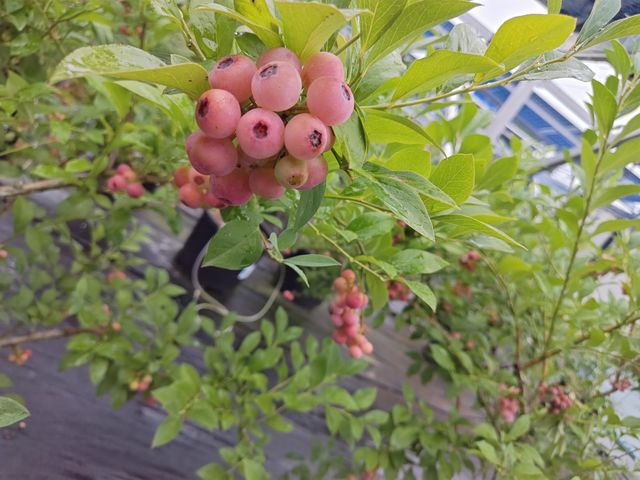 ̂Cɓ
t_[Y(̗lȍ邳ςƂu[׃[)_헤z̒u[x[_