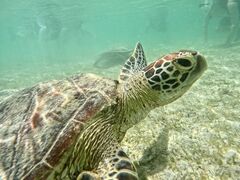 OCEAN LIFEւ̓eʐ^2