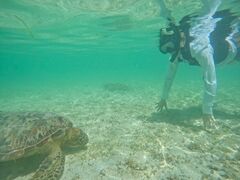 OCEAN LIFEւ̓eʐ^3