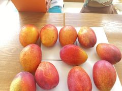 Ђ肳̃u[^[gt@[ Blue Turtle Farmւ̓eʐ^1