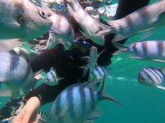 gomacat̖` ꑍAEghAcA[Xւ̓eʐ^1