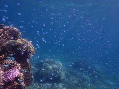 PolePolemarine385̎ʐ^3