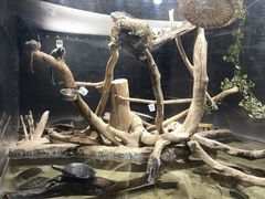 ݂񂳂̃JXC 萅قւ̓eʐ^1