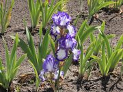 Ƃ񂳂̐芥VbsO[̓eʐ^4