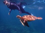 OwnVePolePolemarine385̓eʐ^2