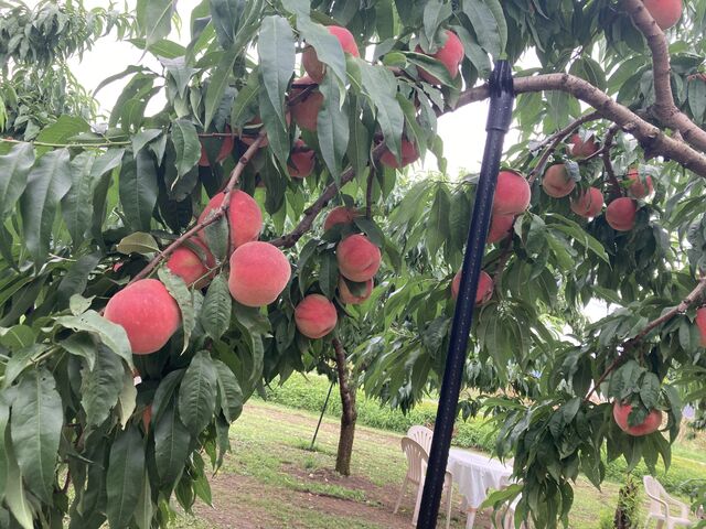 �����ȓ�_���Ԃ�K�[�f��