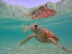 傤̋{blue܂ق΂ւ̓eʐ^1