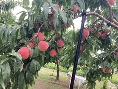 񂳂̂ԂK[fւ̓eʐ^1