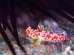 �R���{�b�N������̔����ւ̓��e�ʐ^1