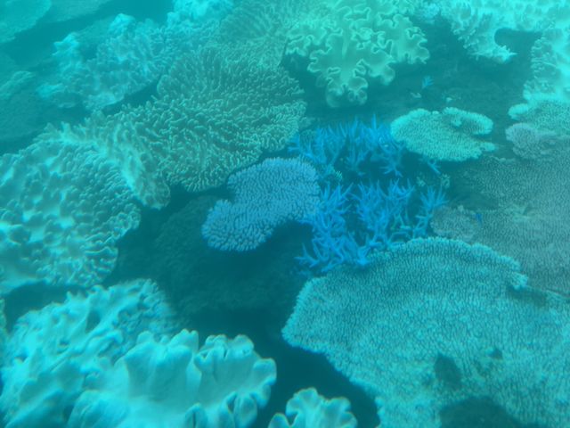 �g���s�J���ȃT���S_�}�����ό��J��