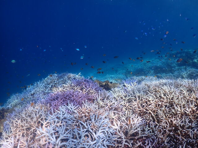 �ƂĂ��Y��Ŋ������܂���_Onebreath Irabu