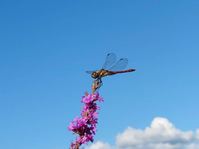 �g���{�̓J�k�[�⓪�ɂ��Ƃ܂�܂���_���������å���֒�J�k�[&�X�m�[�V���[�̌� �i�`�������r�Y �A�N�e�B�r�e�B�X�e�[�V����