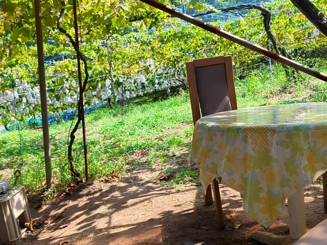 �u�h�E�I�̉��Œ����܂��B_�@���΂Ԃǂ����