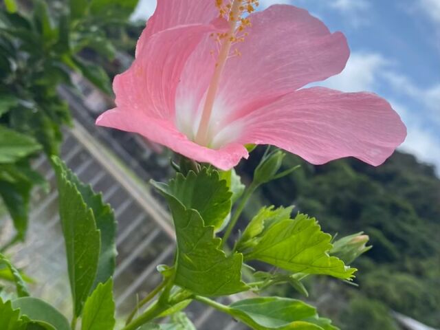 ������Ƃ���ɂ������n�C�r_Doubleup