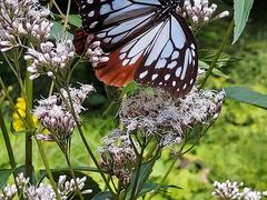 �Ձ[����̘Z�b���R�A�����ւ̓��e�ʐ^1