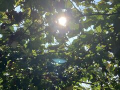 island510̋{MόԂǂւ̓eʐ^1